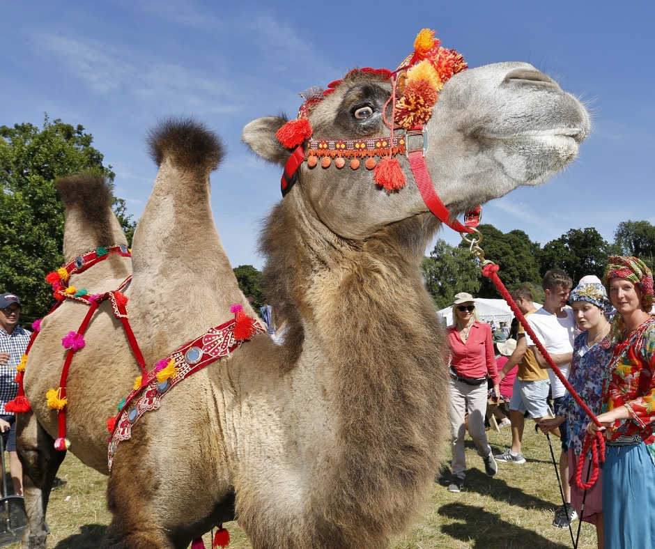 Camel at Salisbury Summer Fair 2024